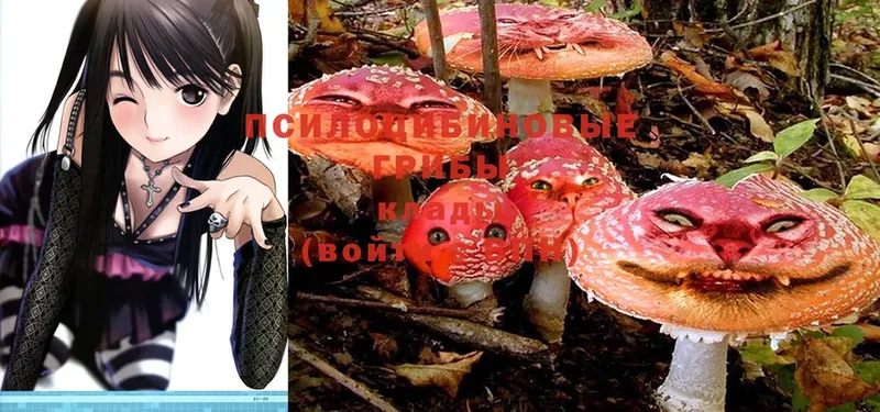 купить наркоту  Кондопога  Галлюциногенные грибы Psilocybe 